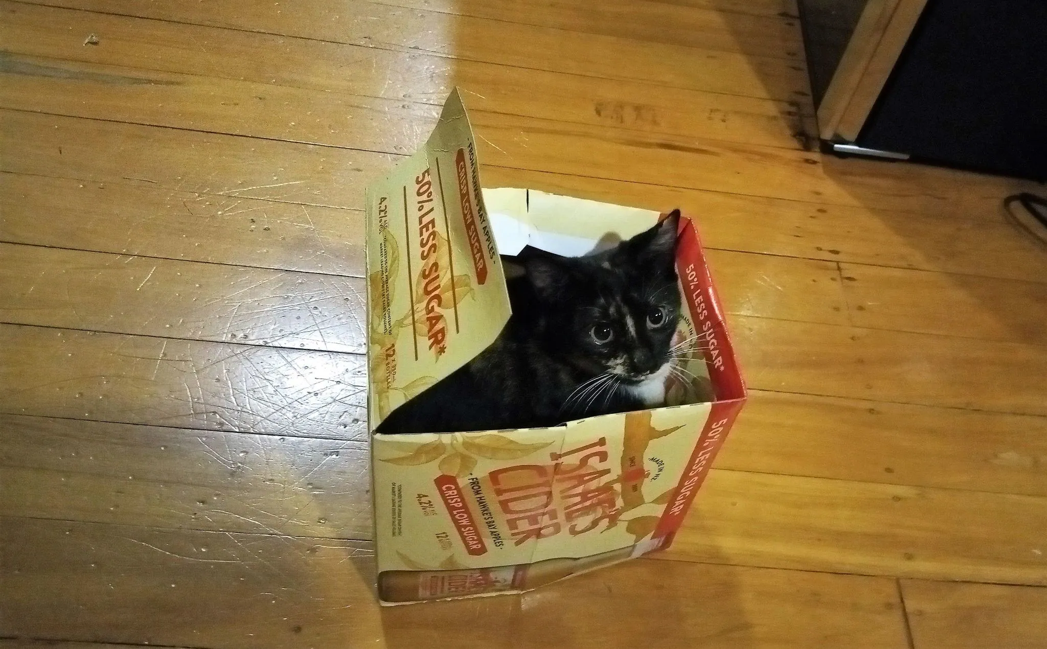 Day 7 of lockdown ferne entertains us 1 apr 2020 (1)